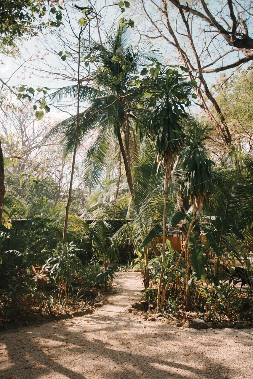 Tropical garden path at beachfront house Santa Teresa Costa Rica