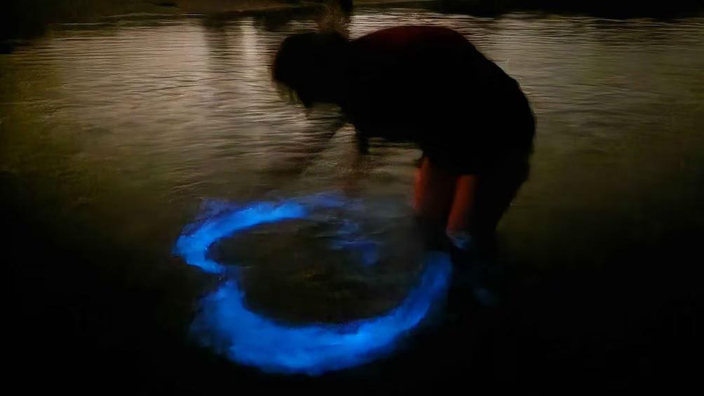 Bioluminescence experience